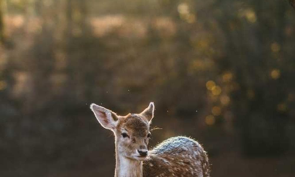 Proactive Injury Prevention